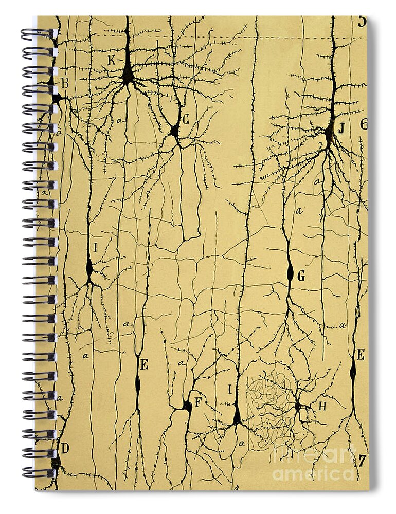 Science Spiral Notebook featuring the photograph Cajal Drawing of Microscopic Structure of the Brain 1904 by Science Source