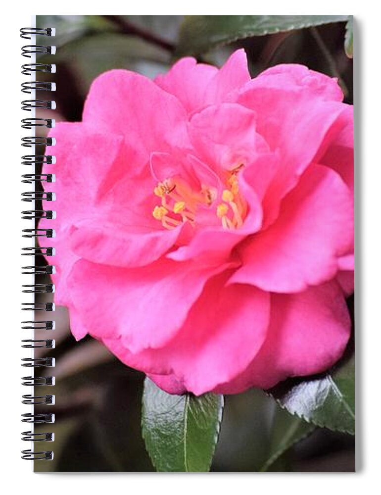 Flower Spiral Notebook featuring the photograph Cajun Winter Bloom by John Glass