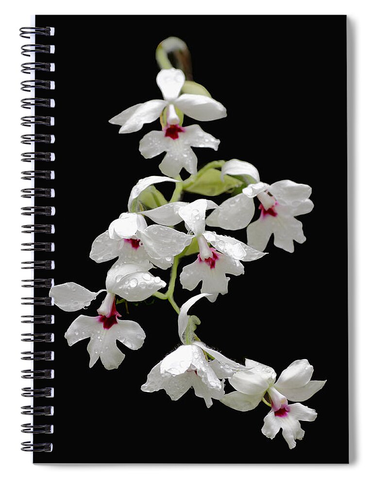 Beautiful Spiral Notebook featuring the photograph Calanthe Vestita Orchid by Rudy Umans