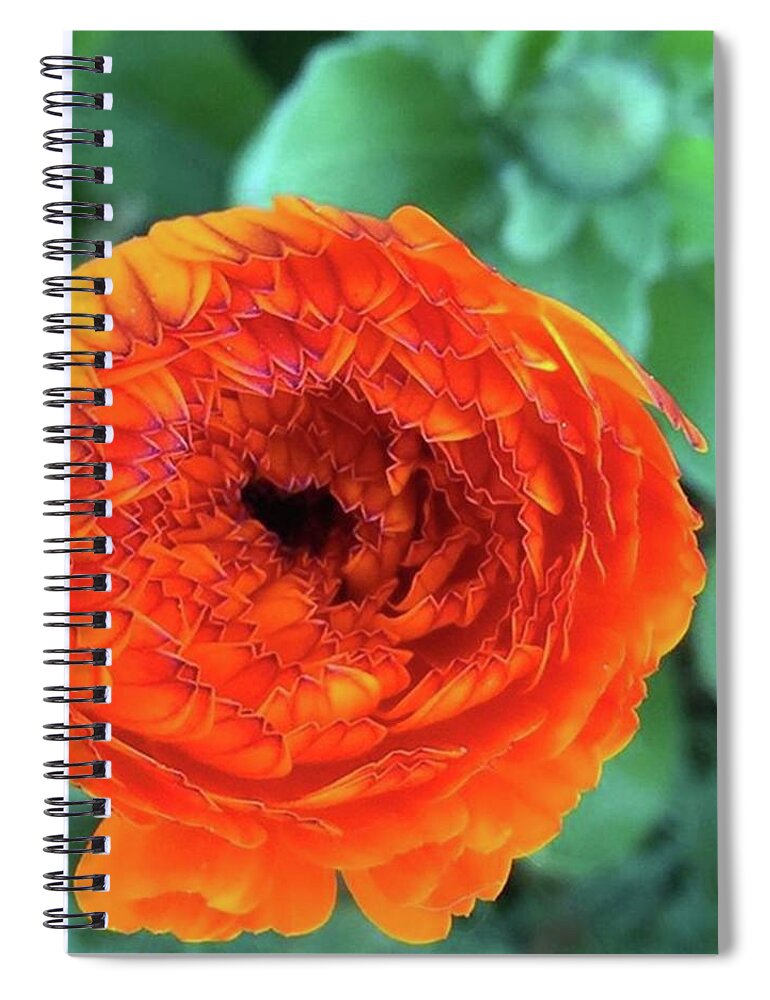 Flower Spiral Notebook featuring the photograph Calendula. #calendula #orange by Ginger Oppenheimer