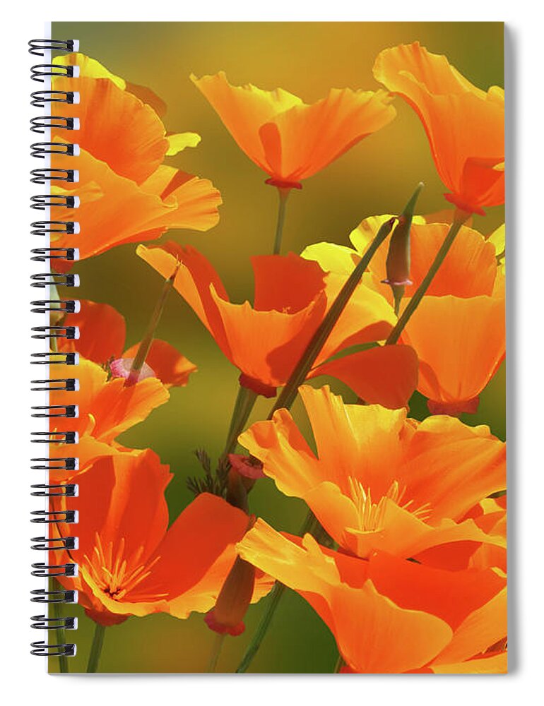 California Poppies Spiral Notebook featuring the photograph California Sunshine by Gill Billington