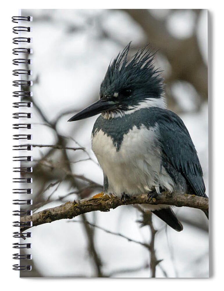 Kingfisher Spiral Notebook featuring the photograph Call me Spike by Michael Dawson