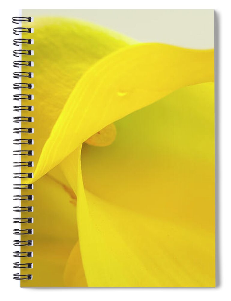 Anniversary Spiral Notebook featuring the photograph Calla Lily in Yellow by Teri Virbickis