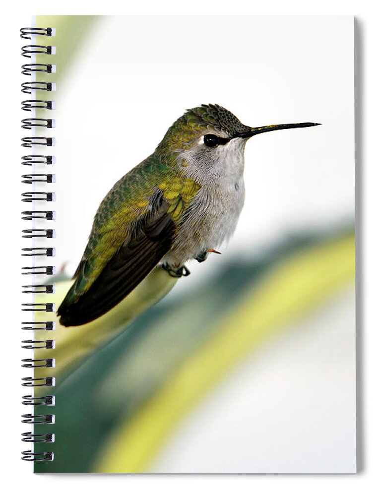 Denise Bruchman Spiral Notebook featuring the photograph Calliope Hummingbird on Agave by Denise Bruchman