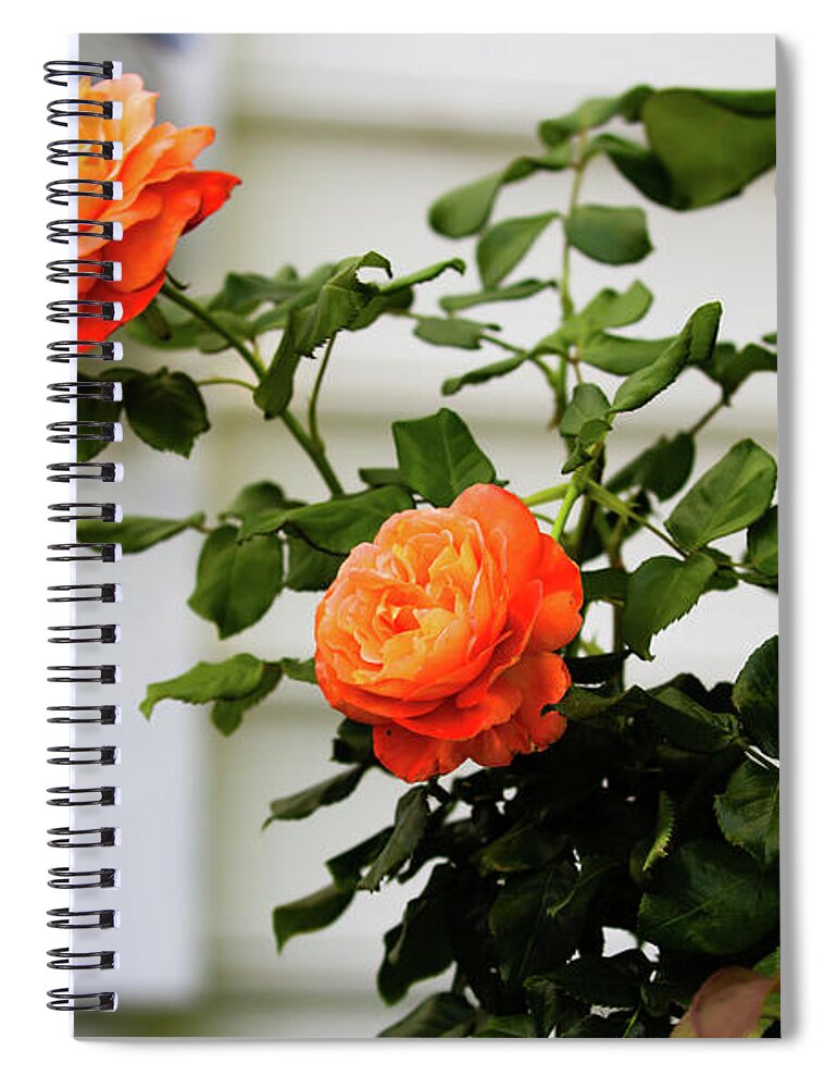 Rose Spiral Notebook featuring the digital art Calypso Long Stem by Ed Stines