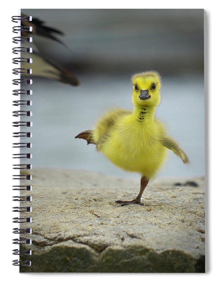 Cute Furry Gosling Spiral Notebook featuring the photograph Camden Gosling by Jeff Cooper