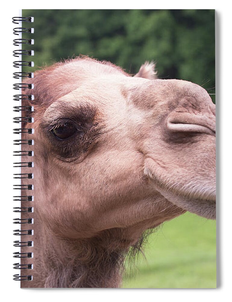Camel Spiral Notebook featuring the photograph Camel by Joe Kopp