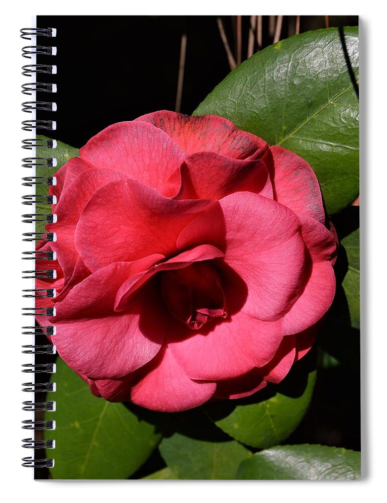 Camellia Bloom Spiral Notebook featuring the photograph Camellia Bloom by Warren Thompson