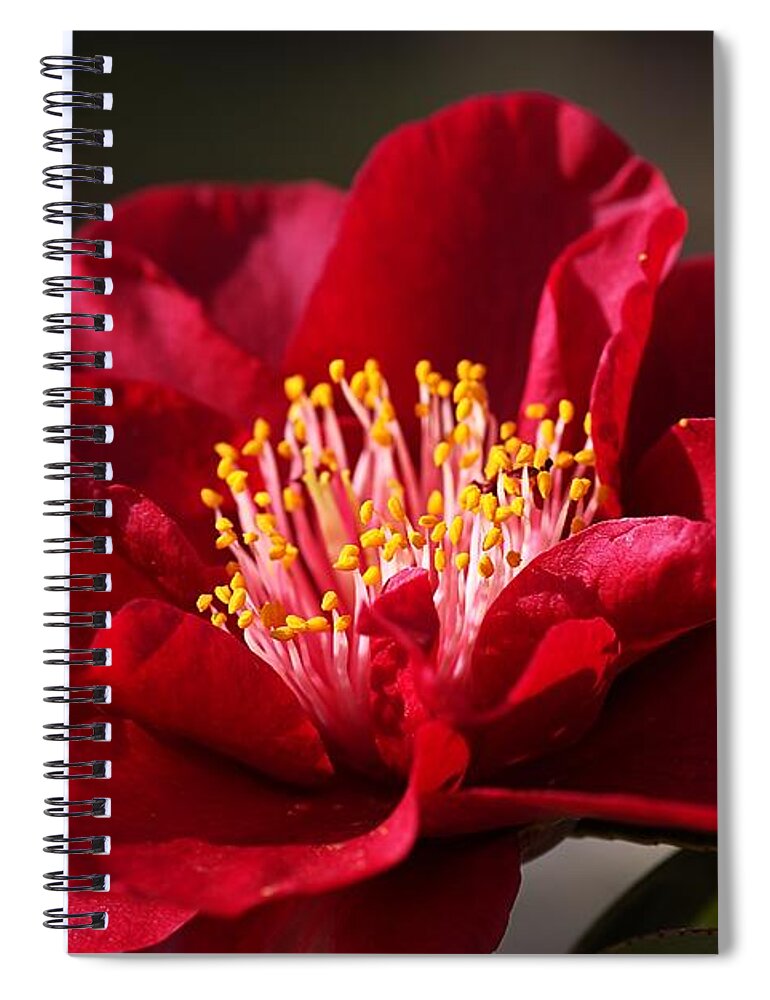 Ericales Spiral Notebook featuring the photograph Camellia's In Style by Joy Watson