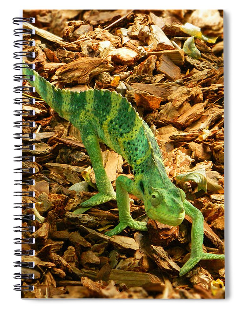 Can You See Me Now Spiral Notebook featuring the photograph Can You See Me Now? by Emmy Marie Vickers