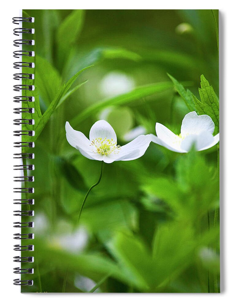 Flowers Spiral Notebook featuring the photograph Canada Anemone Flowers by Christina Rollo