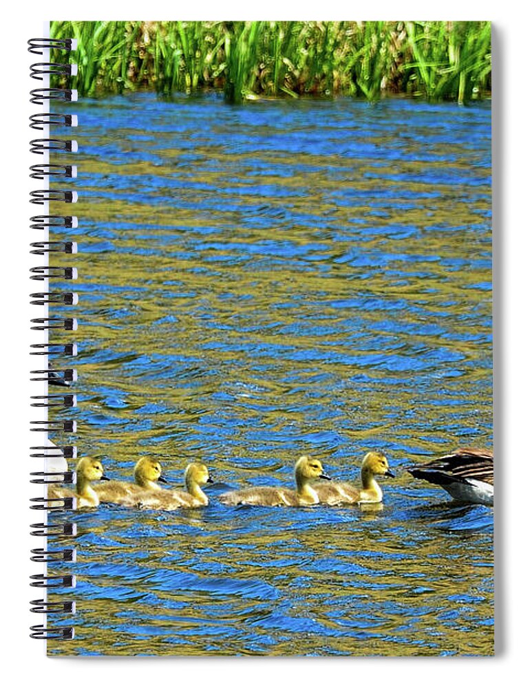 Geese Spiral Notebook featuring the photograph Canada Geese with 5 goslings by Marilyn Burton