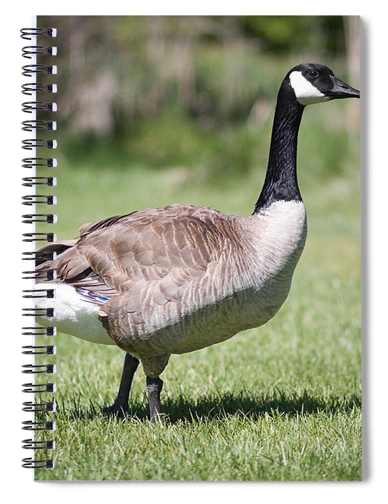 Wildlife Spiral Notebook featuring the photograph Canada Good Close Up by Cindy Singleton