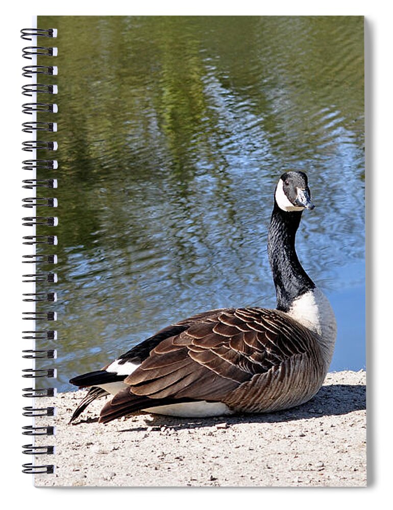 Canada Goose Spiral Notebook featuring the photograph Canada Goose, Basking In The Sun by Rod Johnson