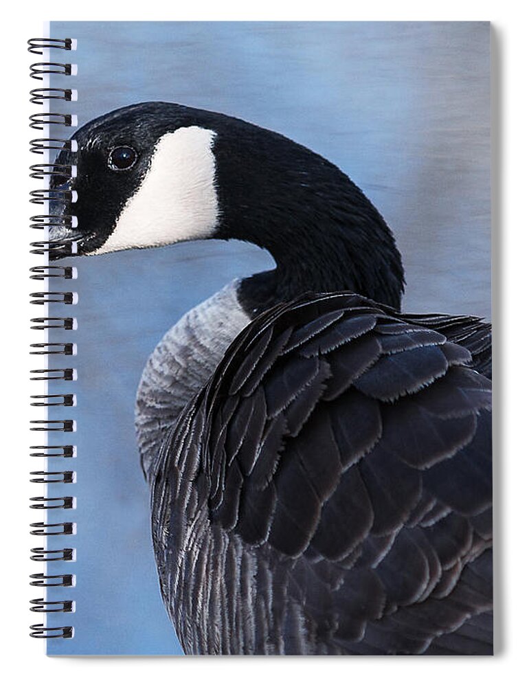 Heron Heaven Spiral Notebook featuring the photograph Canada Goose Preening 3 by Ed Peterson
