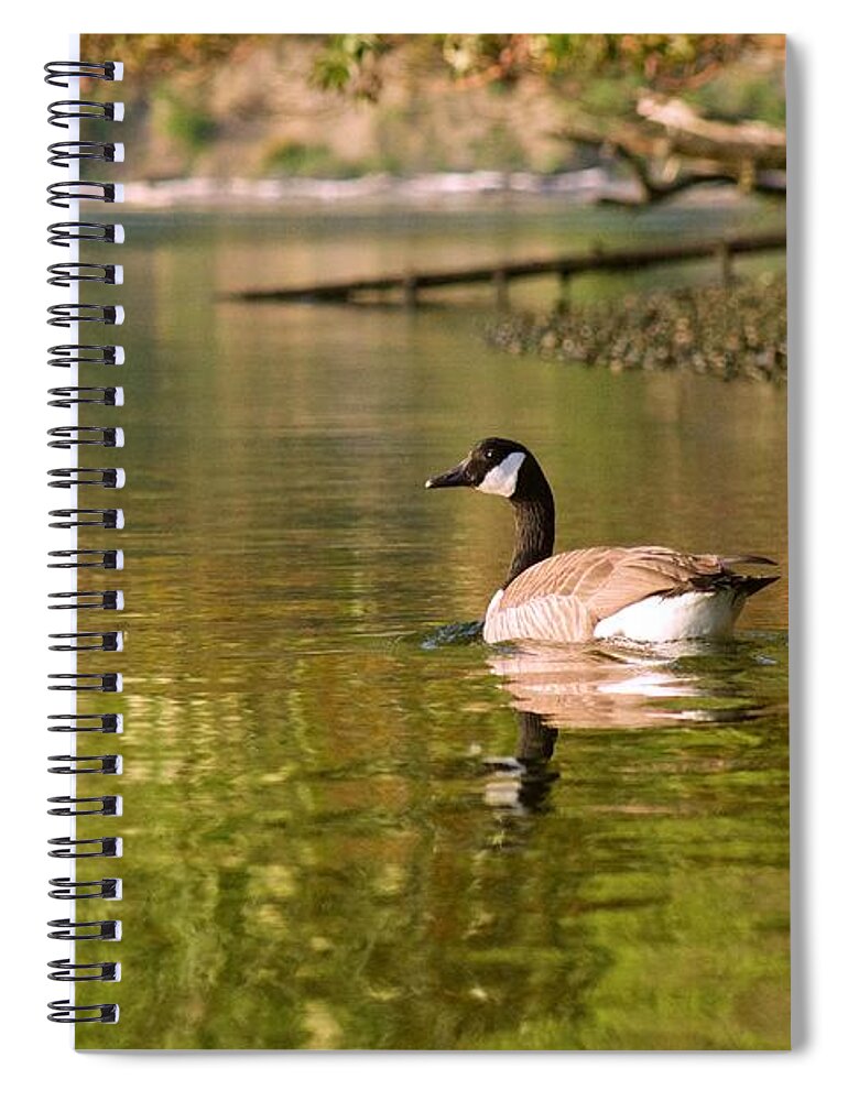 Photography Spiral Notebook featuring the photograph Canada Goose by Sean Griffin