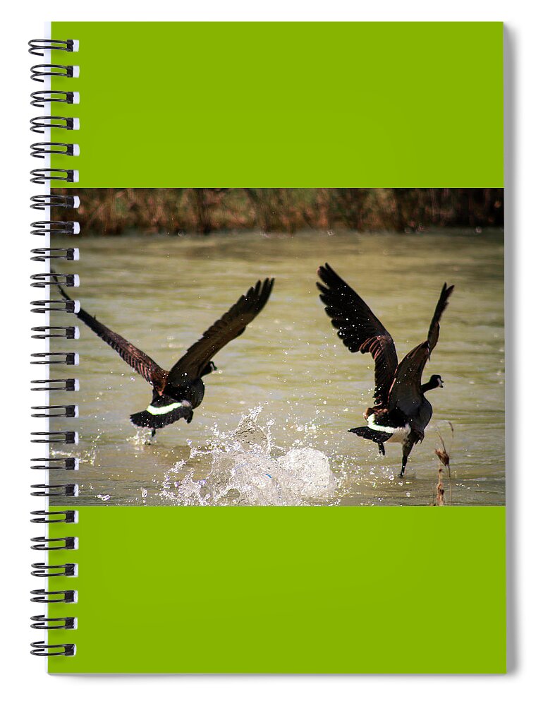 Canadian Geese Spiral Notebook featuring the photograph Canadian Geese by Dr Janine Williams