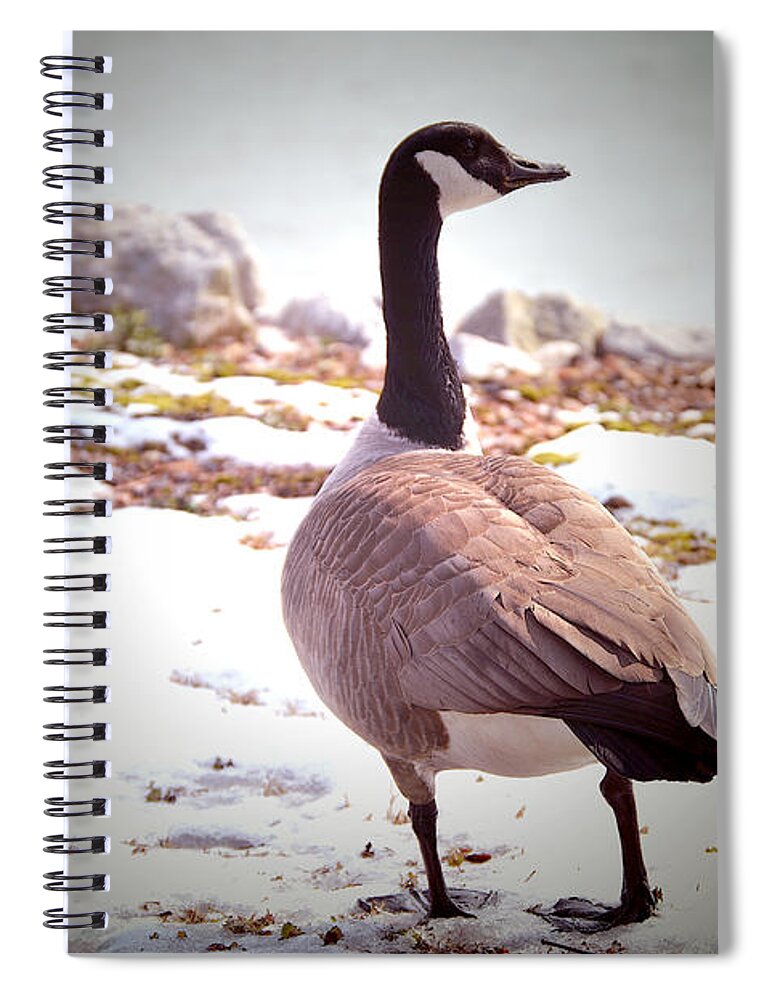 Canadian Spiral Notebook featuring the photograph Canadian Goose Snow Stroll by Lesa Fine
