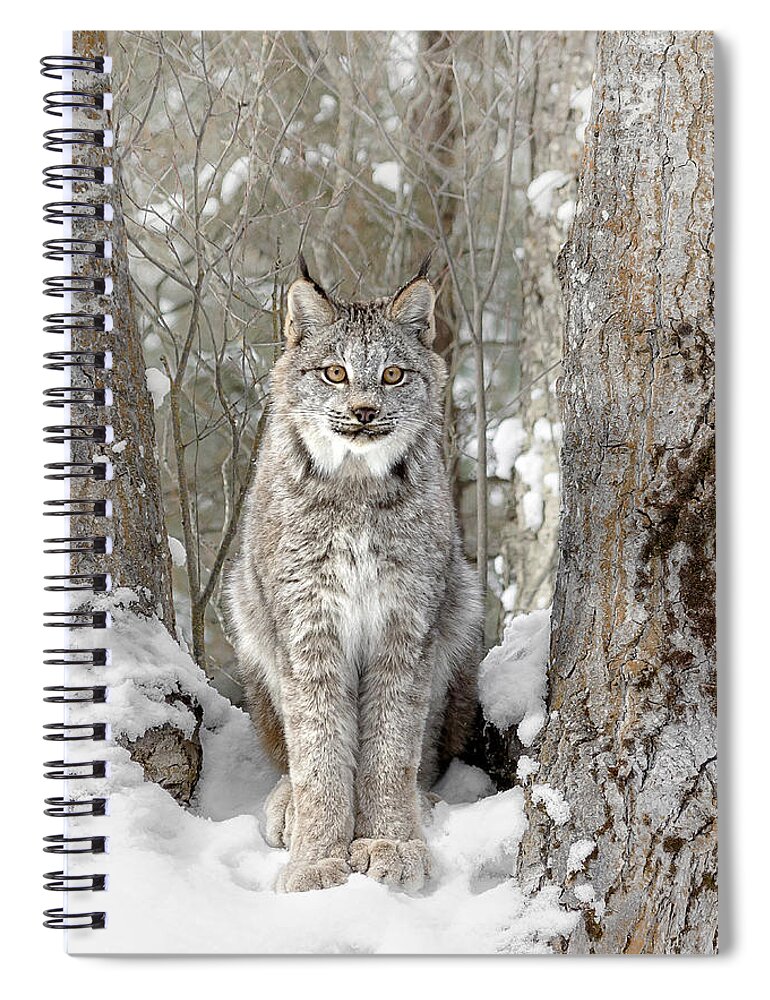 Canadian Wilderness Lynx Spiral Notebook featuring the photograph Canadian Wilderness Lynx by Wes and Dotty Weber