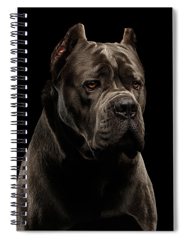 Cane Spiral Notebook featuring the photograph Cane Corso by Sergey Taran