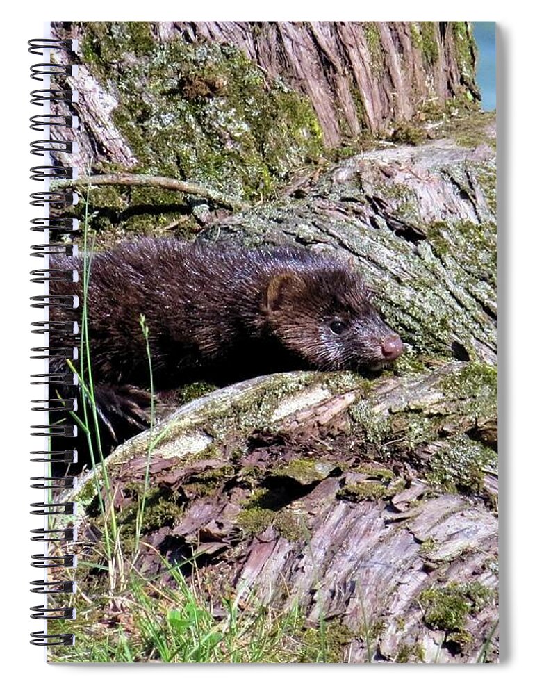 Wildlife Spiral Notebook featuring the photograph Cape Vincent Mink by Dennis McCarthy