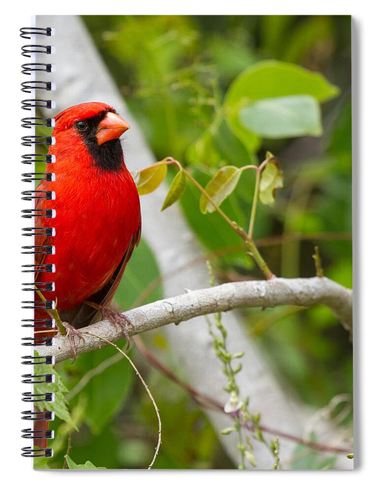 Cardinal Spiral Notebook featuring the photograph Cardinal 147 by Michael Fryd