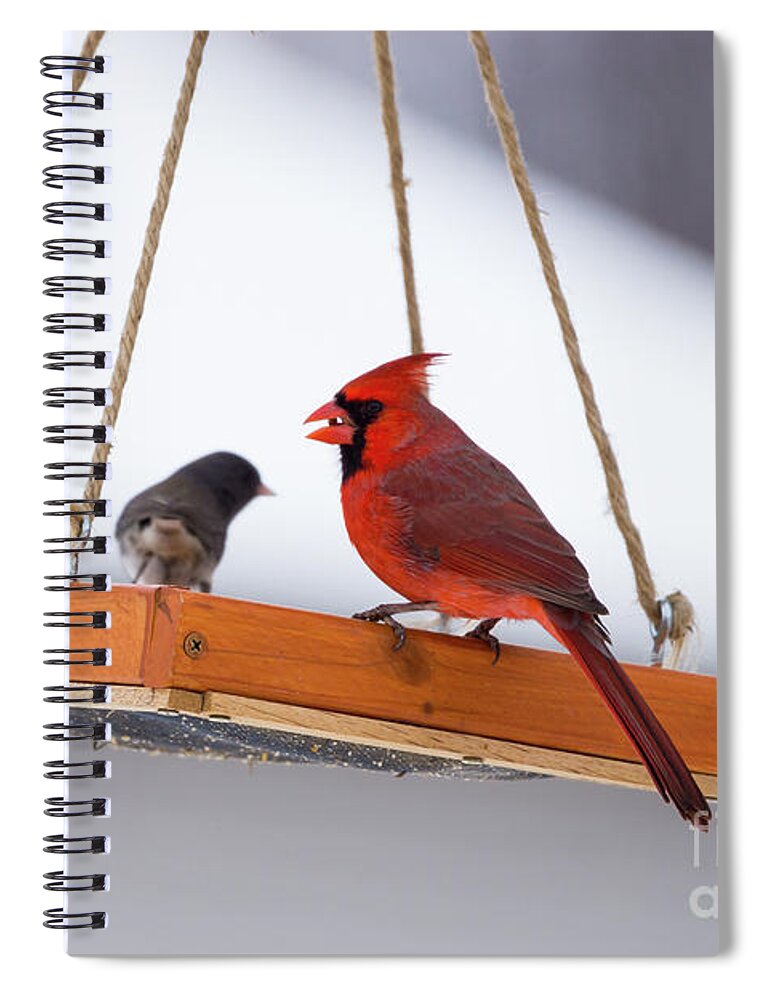 Birds Spiral Notebook featuring the photograph Cardinal And Juncos by Jennifer White