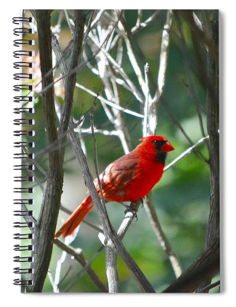 Birds Spiral Notebook featuring the photograph Cardinal by Dani McEvoy
