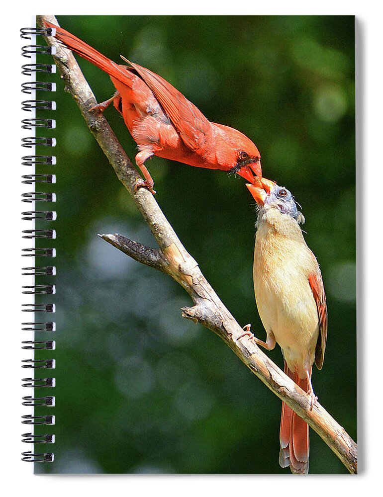 Cardinal Spiral Notebook featuring the photograph Cardinal Feeding the Youngster by Ted Keller