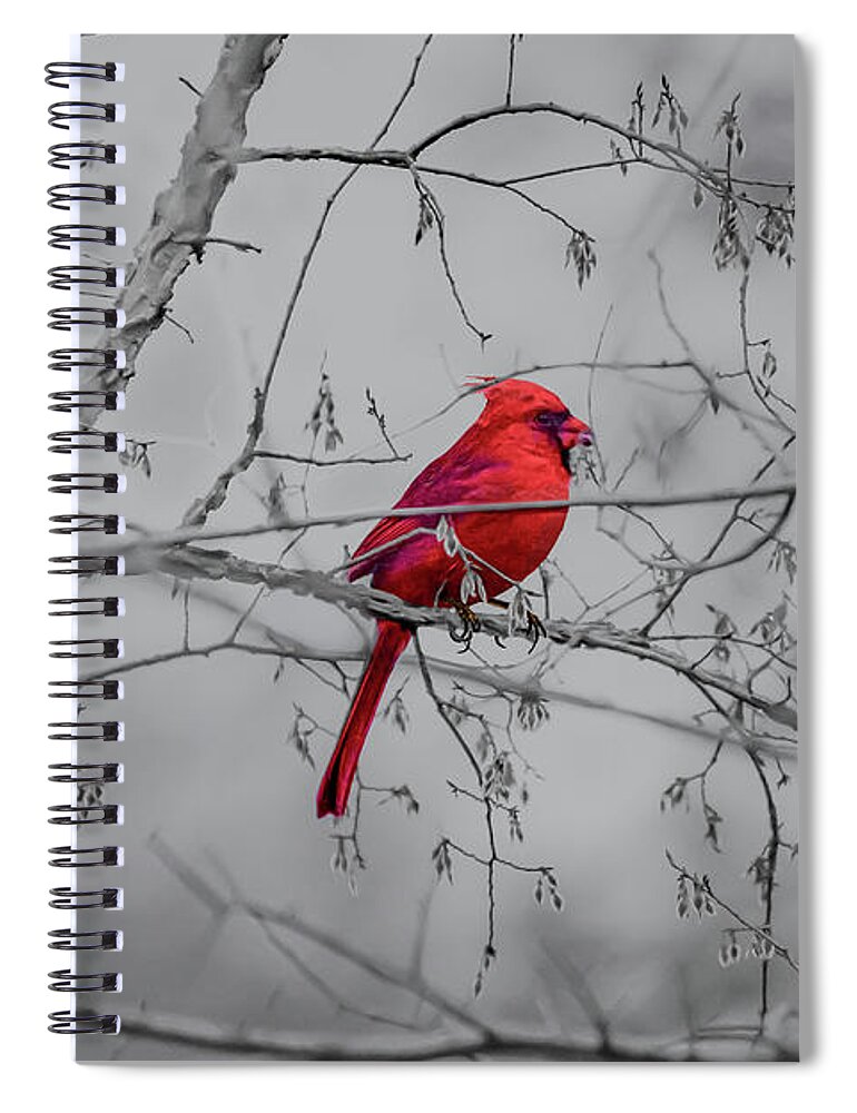 Texas Spiral Notebook featuring the photograph Cardinal Grey by Erich Grant