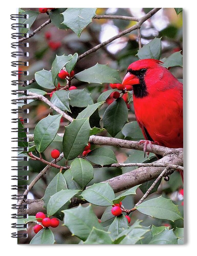 Male Cardinal Spiral Notebook featuring the photograph Cardinal in Holly Tree by Linda Stern