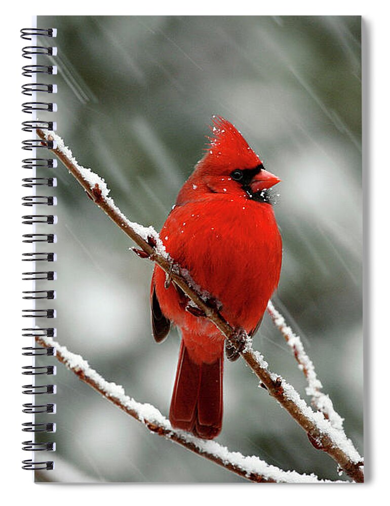 Nature Spiral Notebook featuring the photograph Cardinal in the Snow by Gina Fitzhugh