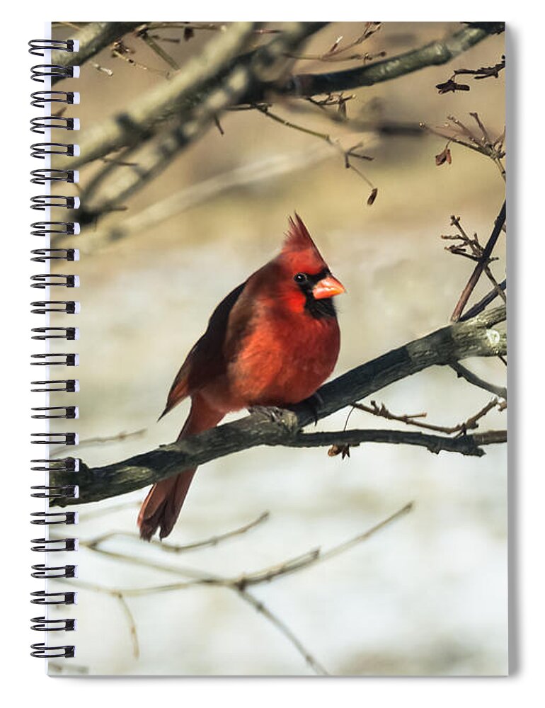 Jan Holden Spiral Notebook featuring the photograph Cardinal  by Holden The Moment