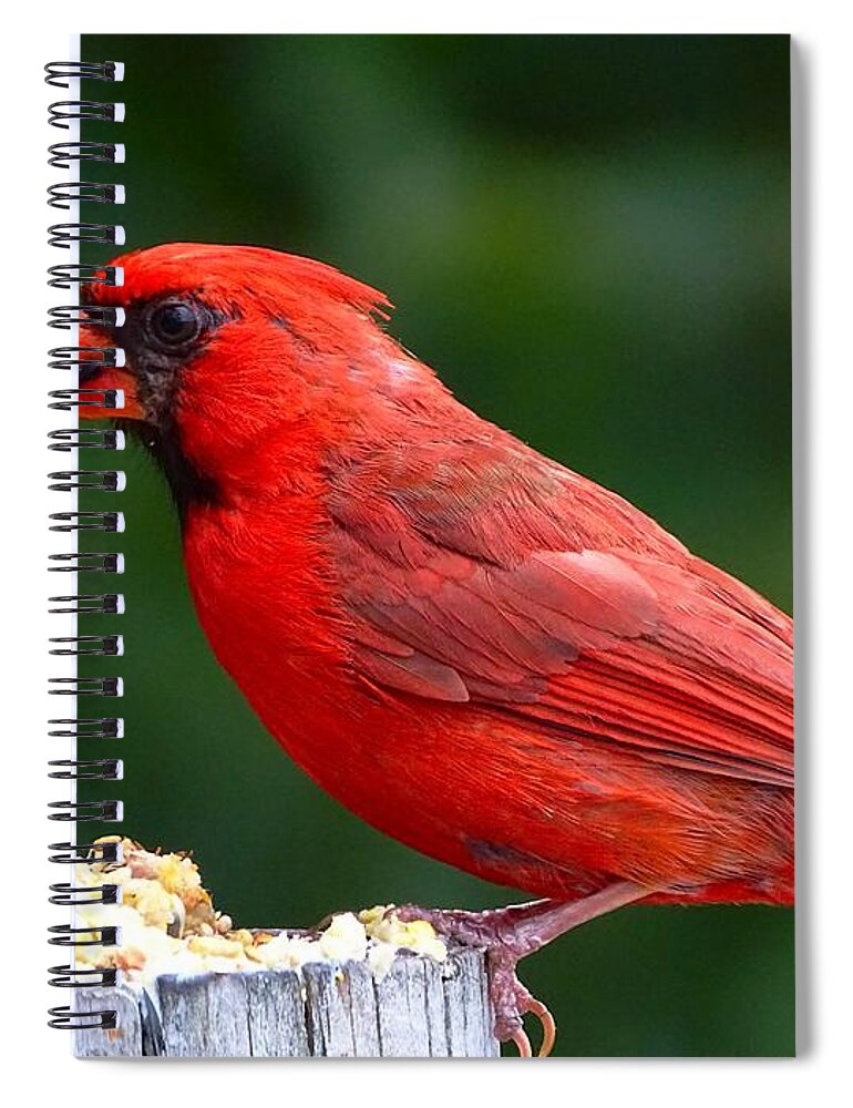 Bird Spiral Notebook featuring the photograph Cardinal by Lilia S