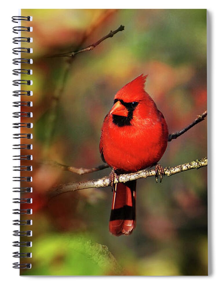 Bird Spiral Notebook featuring the photograph Cardinal Territory by Christina Rollo
