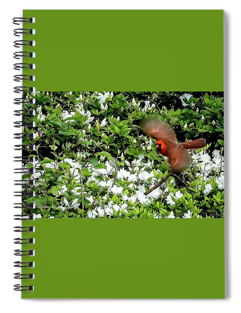 Bird Spiral Notebook featuring the photograph Cardinal with wings spread by Ed Stines