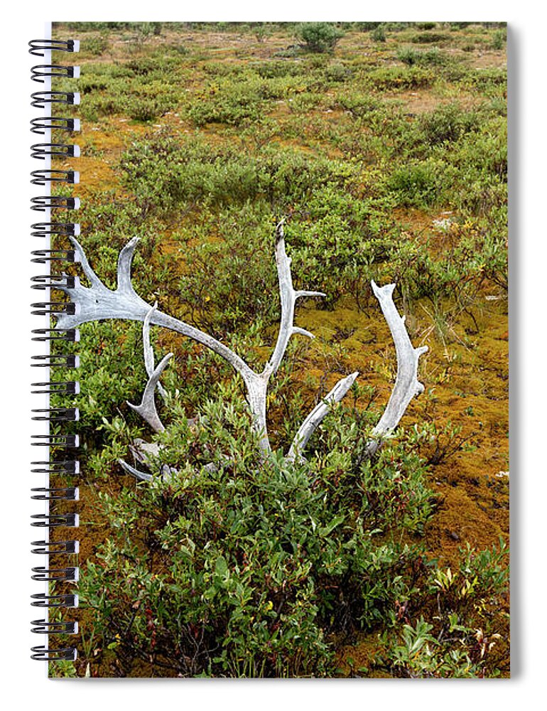 Alaska Spiral Notebook featuring the photograph Caribou Horns by Fred Denner