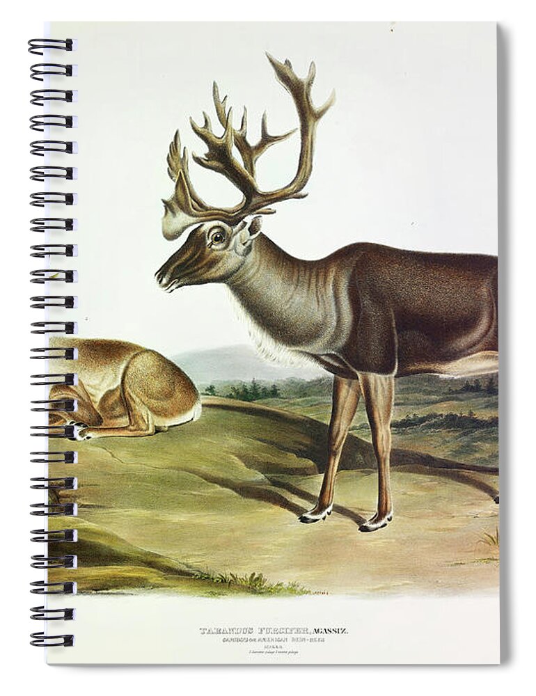 The Reindeer Spiral Notebook featuring the painting Caribou, or American Reindeer by John James Audubon