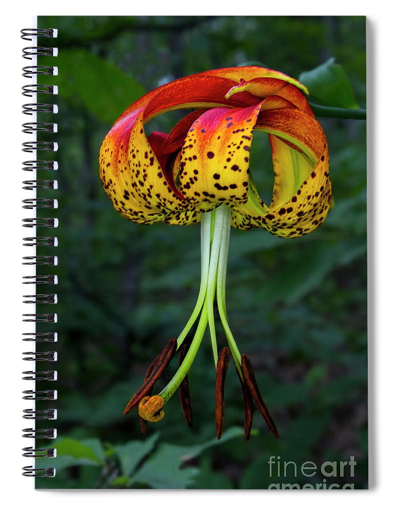 Carolina Lily Spiral Notebook featuring the photograph Carolina Lily by Barbara Bowen