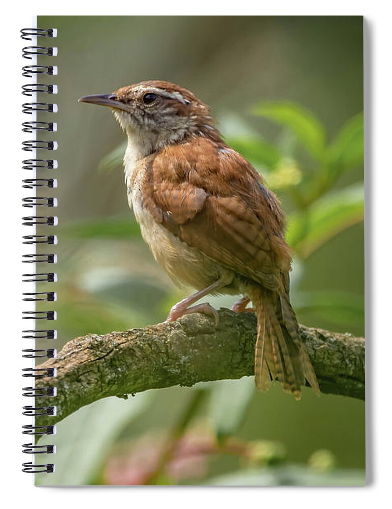 Bird Spiral Notebook featuring the photograph Carolina Wren Img 3 by Bruce Pritchett