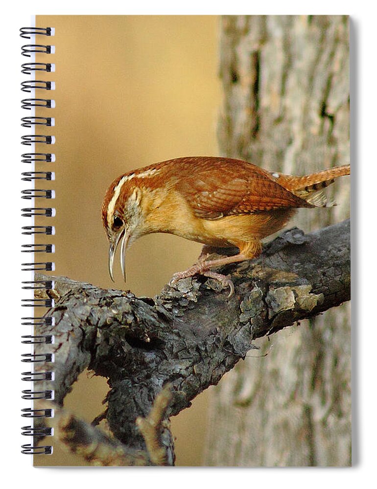 Animal Spiral Notebook featuring the photograph Carolina Wren by Robert Frederick