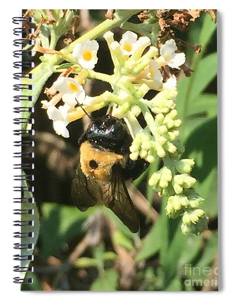 Bumble Bee Spiral Notebook featuring the photograph Carpenter Bee 2 by CAC Graphics