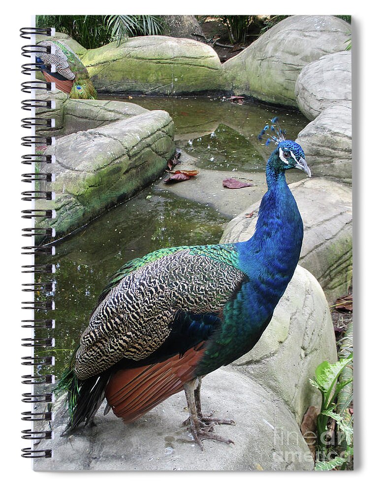 Peacock Spiral Notebook featuring the photograph Cartagena Peacock 3 by Randall Weidner