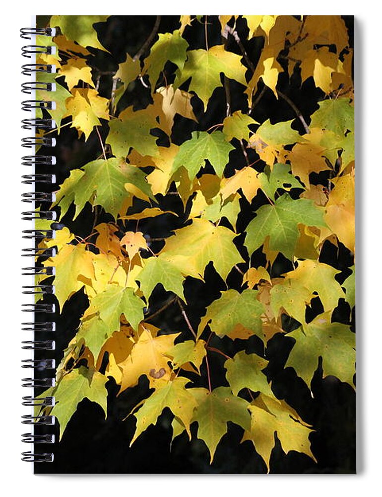 Leaves Spiral Notebook featuring the photograph Cascading leaves by Doris Potter