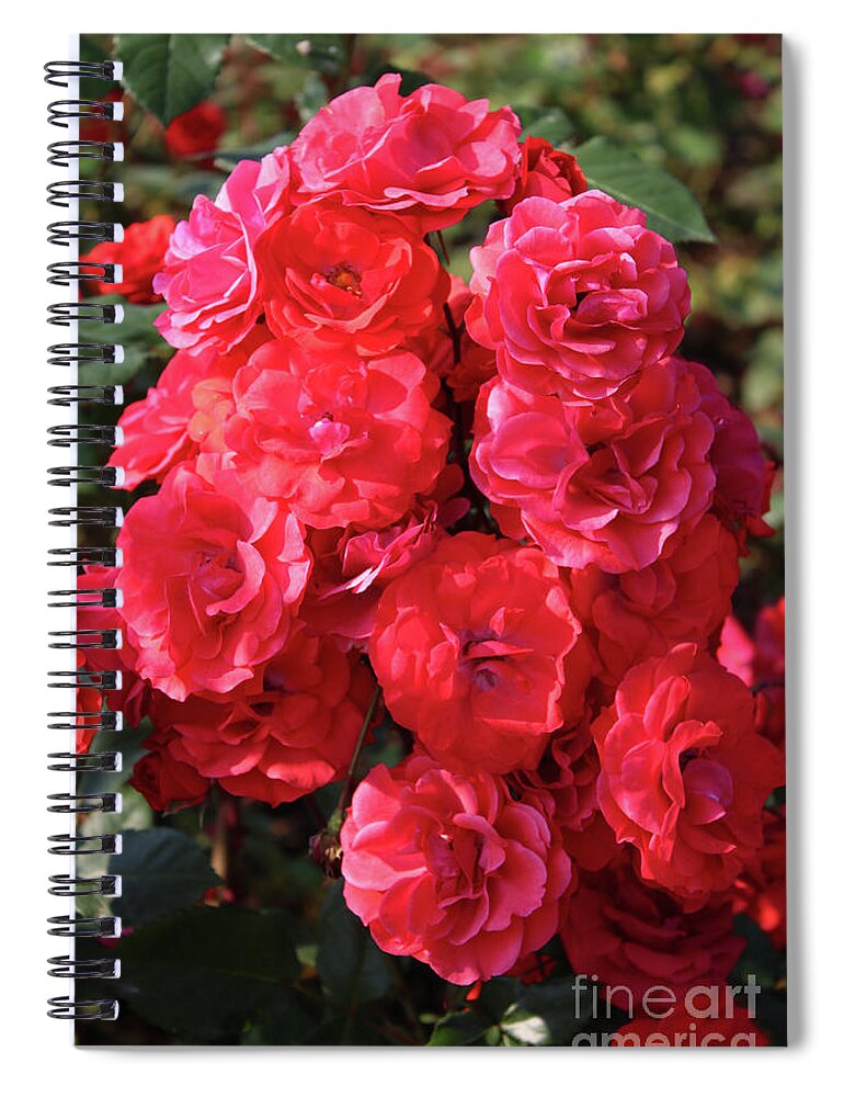 Red Spiral Notebook featuring the photograph Cascading Red Roses by Carol Groenen