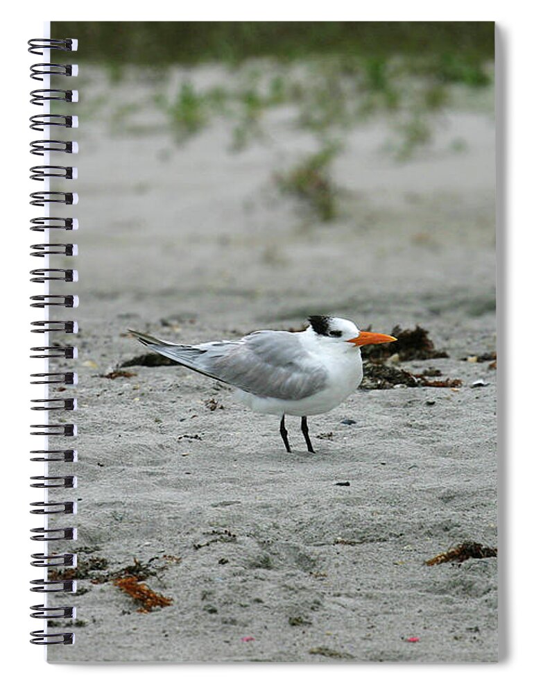 Tern Spiral Notebook featuring the photograph Caspian Tern by Anthony Jones