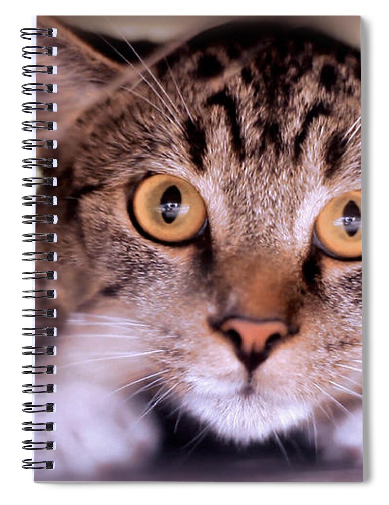Landscape Spiral Notebook featuring the photograph Cat Crawl by Morgan Carter