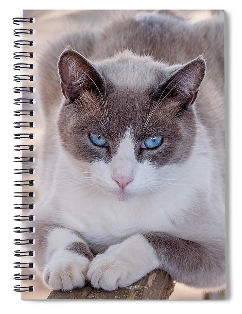 Cat Spiral Notebook featuring the photograph Cat on a Wooden Fence by Derek Dean