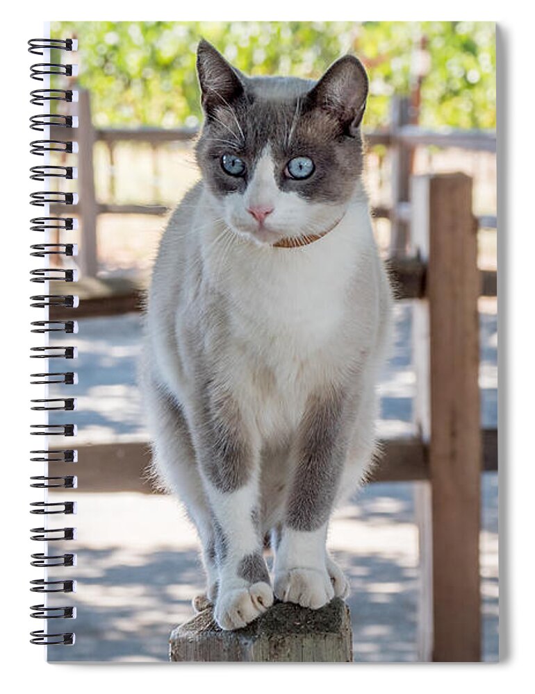 Cat Spiral Notebook featuring the photograph Cat on a Wooden Fence Post by Derek Dean