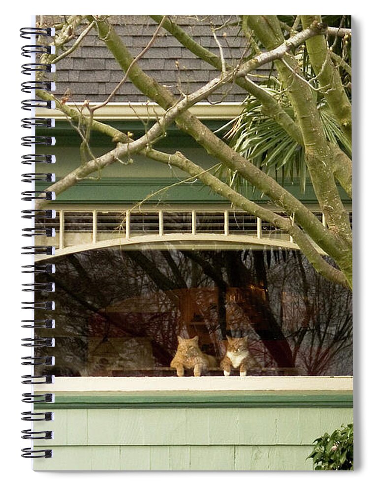 Cat Pals Spiral Notebook featuring the photograph Cat Pals Waiting by Frank DiMarco